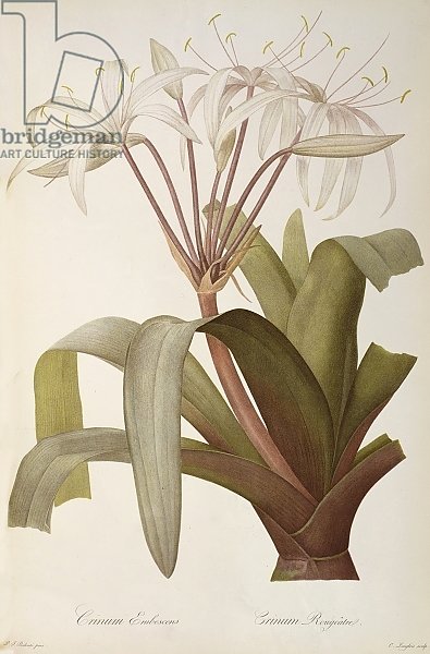 Crinum Erubescens or Crinum Rougeatre, from `Les Liliacees', 1803, published 1805-16