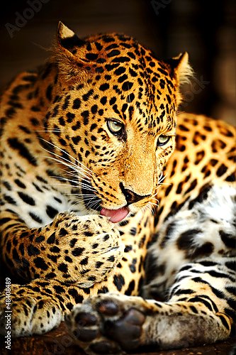 Леопард 6