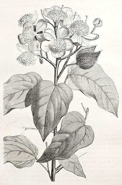 Achiote (Bixa Orellana), the source of natural pigment annattot. Created by Rouyer, after watercolou