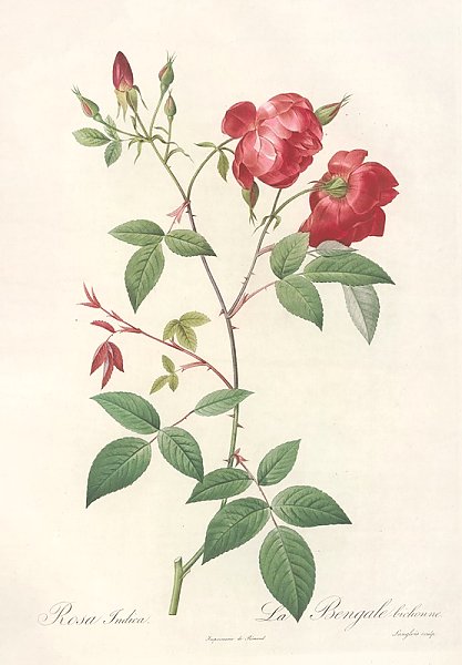 Постер Редюти Пьер Rosa Indica; Rosier de Chine a fleurs doubles