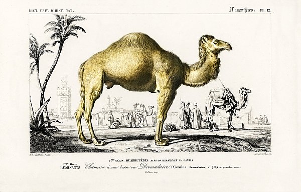 Верблюд (Camelus)