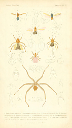 Постер Insecta №1