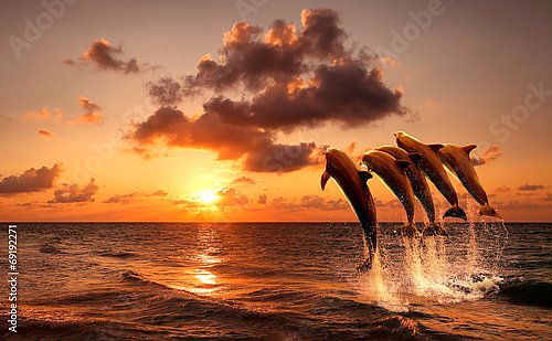 Красивый закат с дельфинами