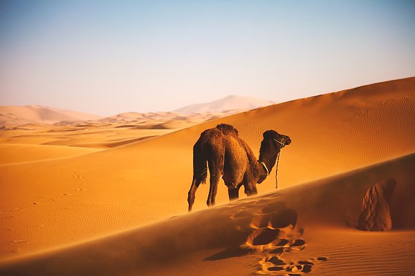 Верблюд в песчаных дюнах