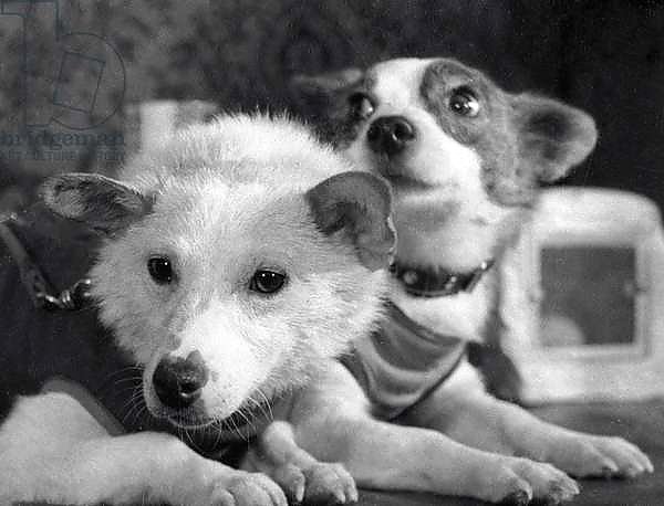 Dogs Belka and Strelka after returning from space, 1960
