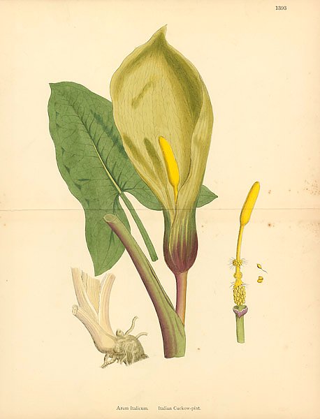 English Botany №225
