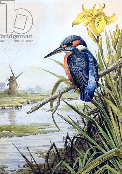Kingfisher with Flag Iris and Windmill