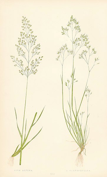 Aira Alpina, a. Caryophyllea