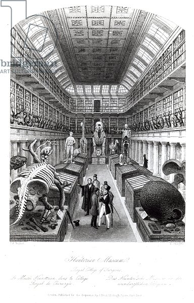 The Hunterian Museum, illustration to 'London Interiors', engraved by Edward Radclyffe, c.1840s