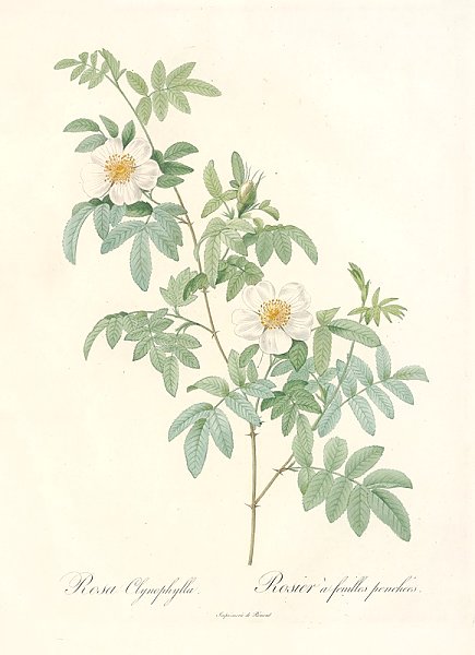 Постер Редюти Пьер Rosa Clynophylla