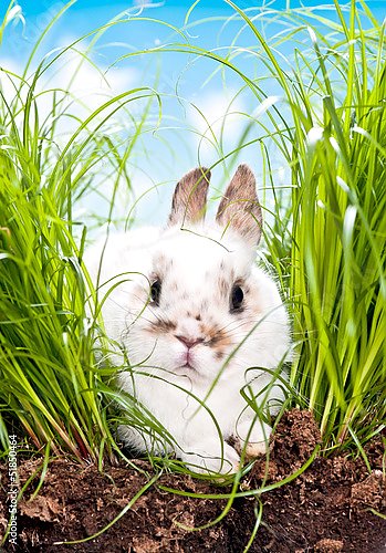 Кролик в зеленой траве 2