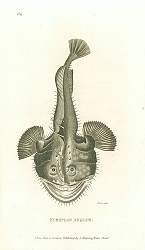 Постер European Angler 1