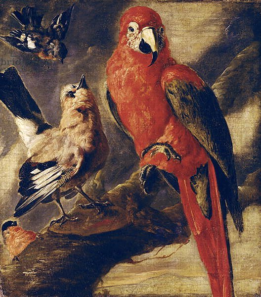 Macaw and Bullfinch