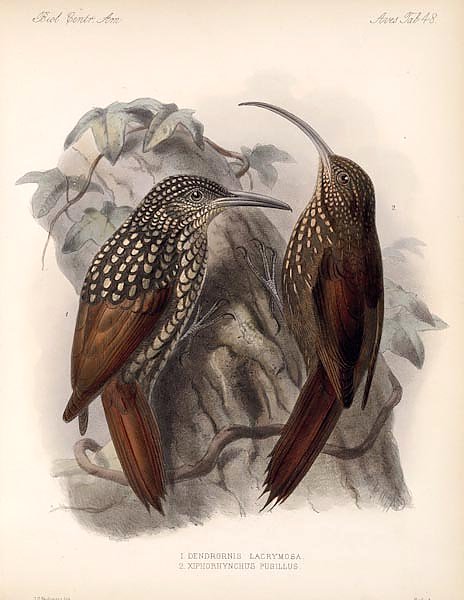 Птицы J. G. Keulemans №50