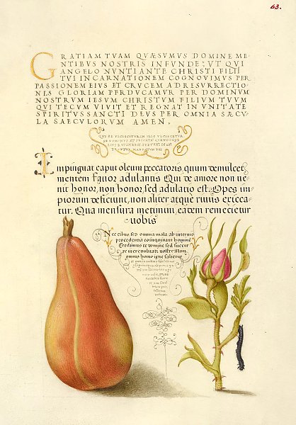 Pear, French Rose, and Caterpillar