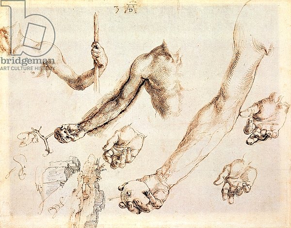 Study of male hands and arms