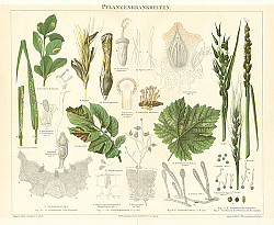 Постер Pflanzenkrankheiten