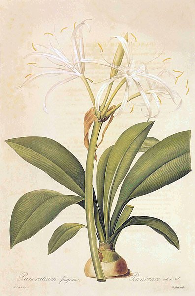 Humenocallis fragrans Salisb