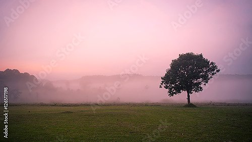 Маленькое дерево в саванне розовым туманным утром