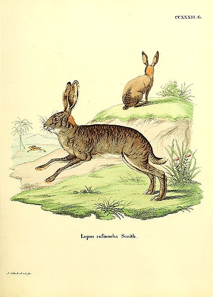 Зайцы Lepus rufinucha