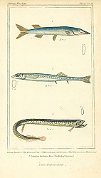 Постер Esox lucius, Microstoma mediterranea, Stomias barbatus