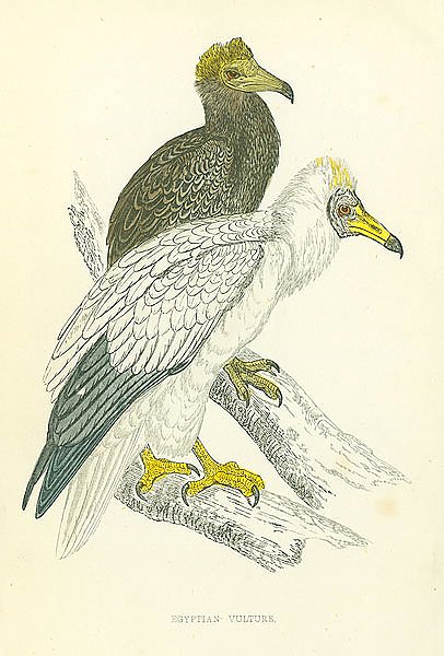 Egyptian Vulture 2