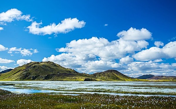Поле белых цветов в Исландии