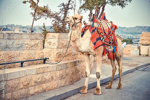 Верблюд на дороге возле Старого города Иерусалима