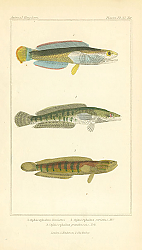Постер Ophicephalus limbatus, Ophicephalus striatus, Ophicephalus grandinosus