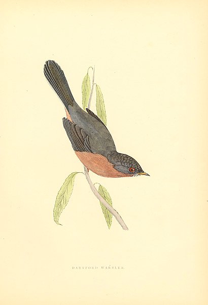 Dartford Warbler