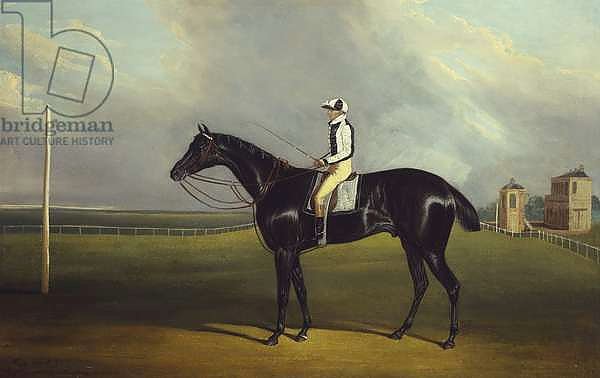 Mr R.O. Gascoigne's 'Jerry' with B. Smith up on Doncaster Racecourse