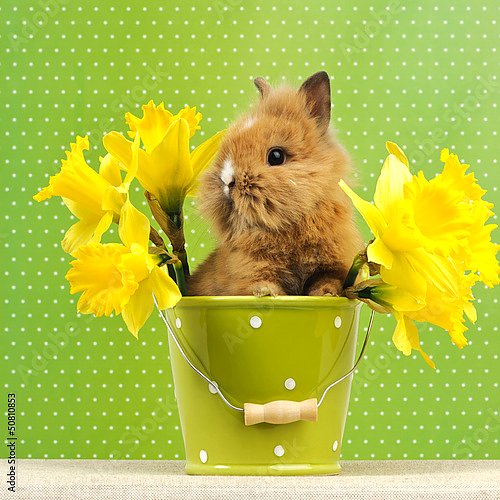 Кролик в ведре с цветами