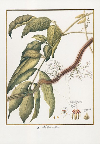 Faullinia cauliflora