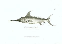 Постер Common Sword-fish