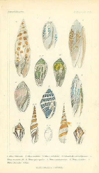 Mollusca №5 2
