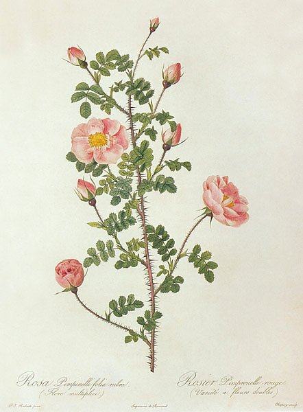 Rosa Pempinellifolia L. 'Double Pink Scotch Briar'