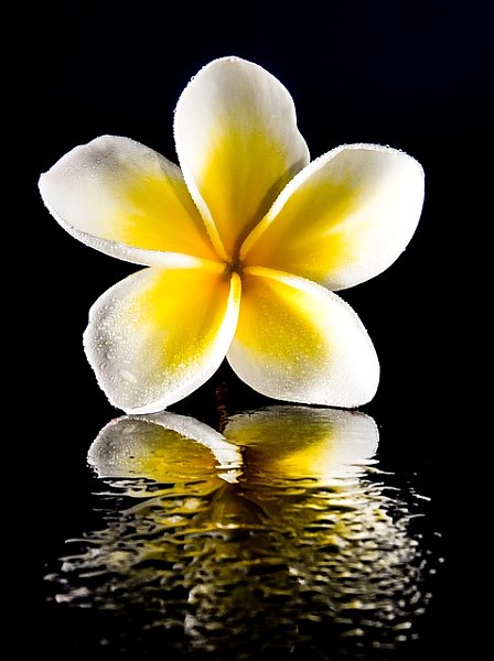 Желто-белый цветок на воде