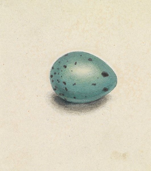 A Bird’s Egg