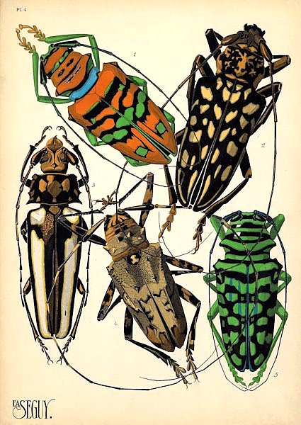 Insects by E. A. Seguy №15