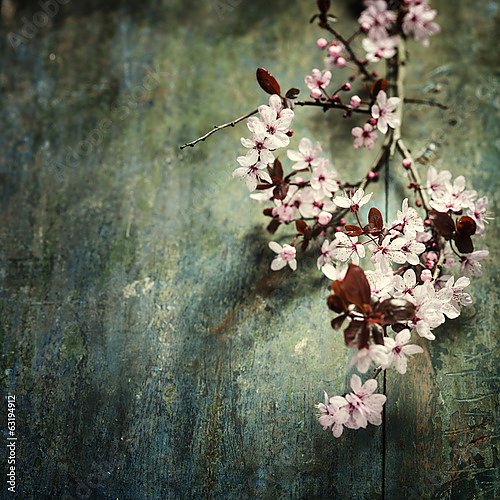 Постер Spring Cherry blossoms