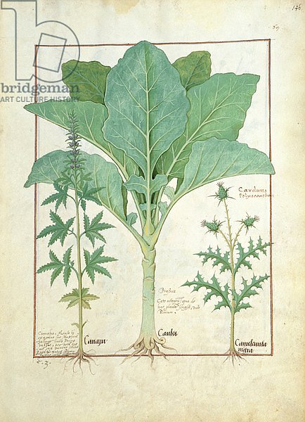 Ms Fr. Fv VI #1 fol.145r Cannabis, Brassica and Thistle, c.1470