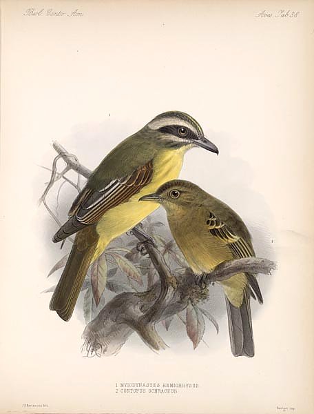 Птицы J. G. Keulemans №40