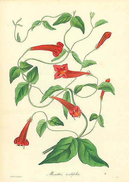 Manettia Cordefolia