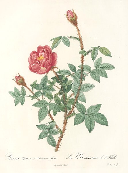 Постер Редюти Пьер Rosa Muscosa Anemone-Flora