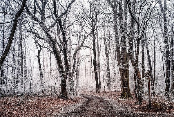Дорога в замерзшем зимнем лесу
