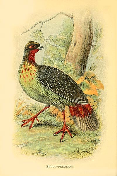 Blood-Pheasant
