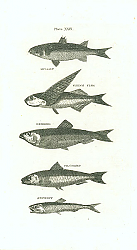 Постер Mullet, Flying Fish, Herring, Pilchrd, Anchovy
