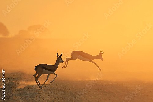 Скачущие антилопы на закате в прерии