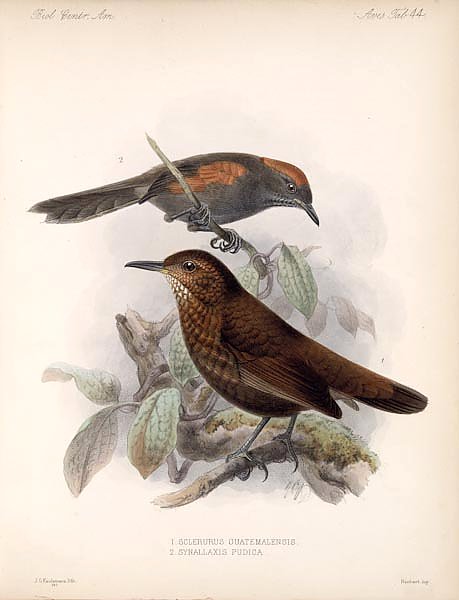 Птицы J. G. Keulemans №46