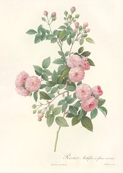 Постер Редюти Пьер Rosa Multiflora Carnea